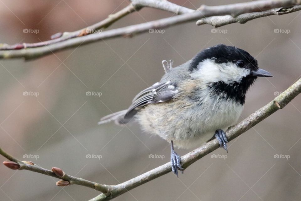 Coal tit