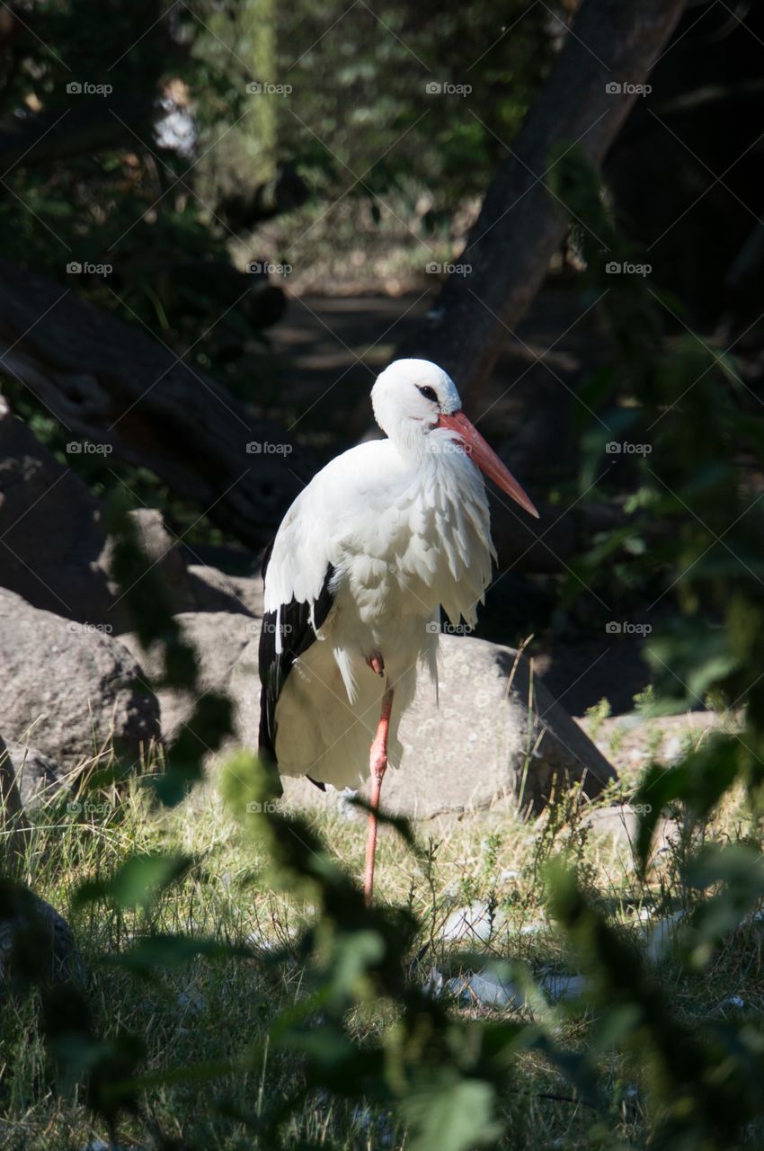 Stork 