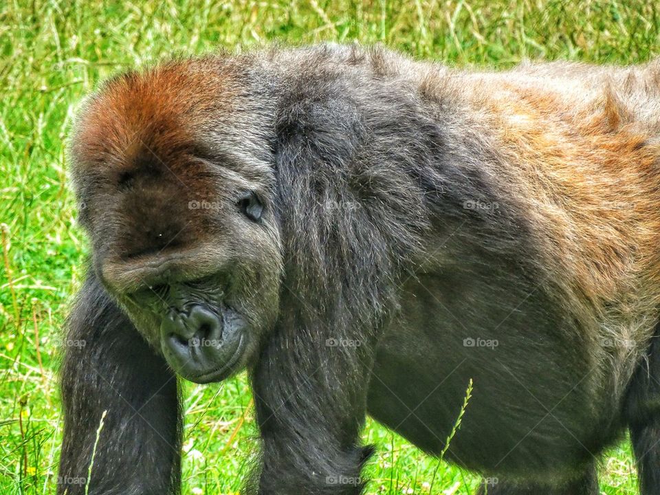 Eastern Lowland Gorilla