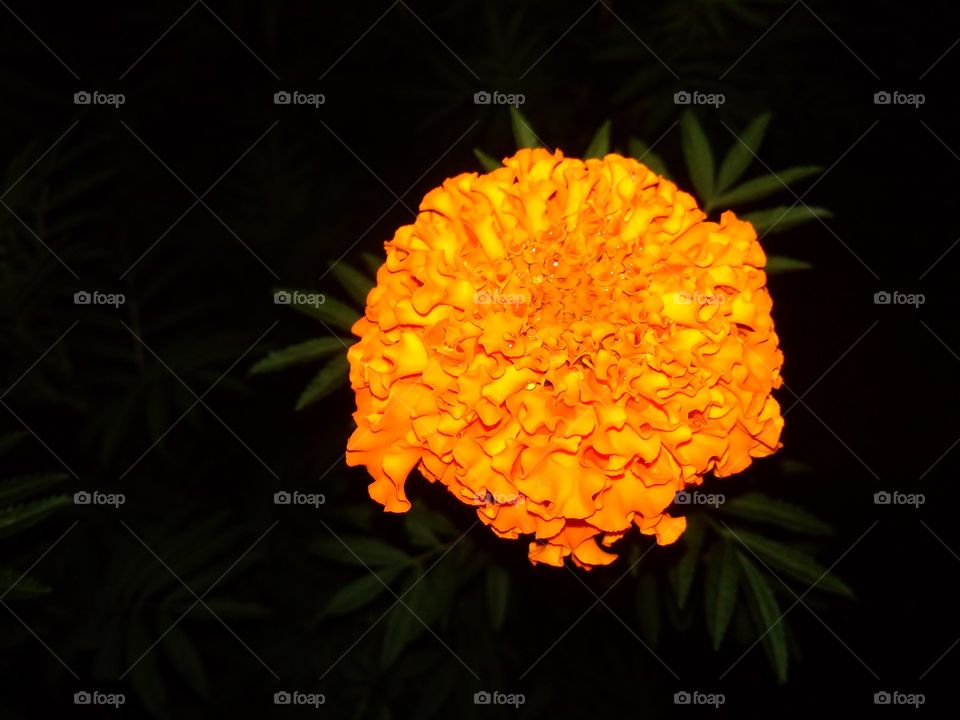 Marigold flower