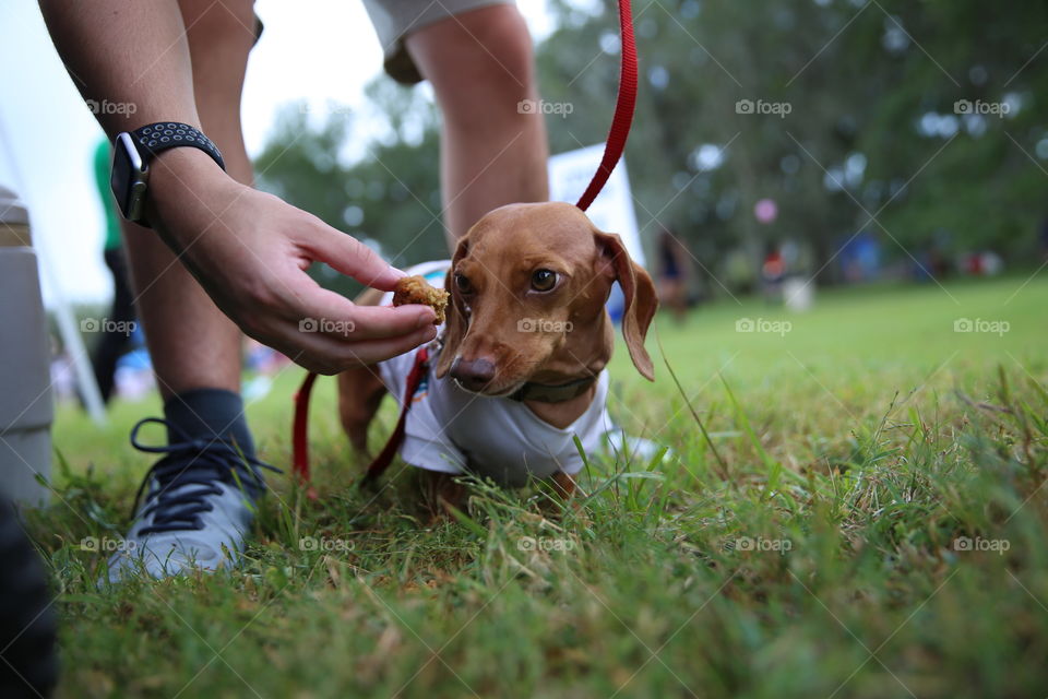 Hungry Doxie