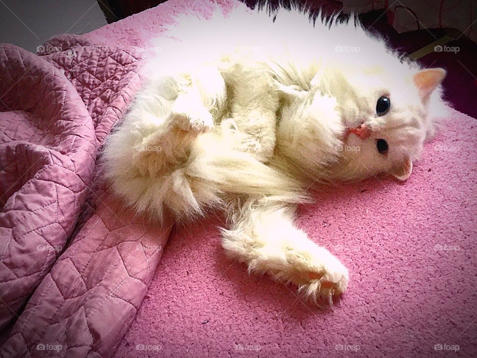 playing with his tail