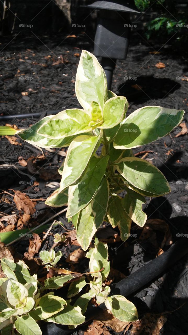 Leaf, Nature, Flora, No Person, Growth