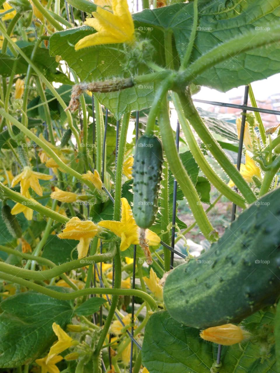 cucumber