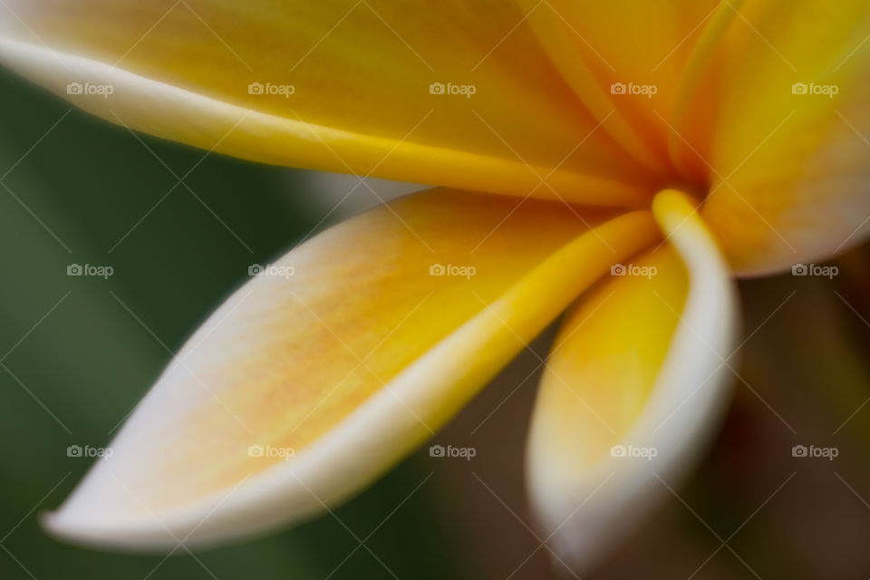 Plumeria Yellow and White Beautiful Flower