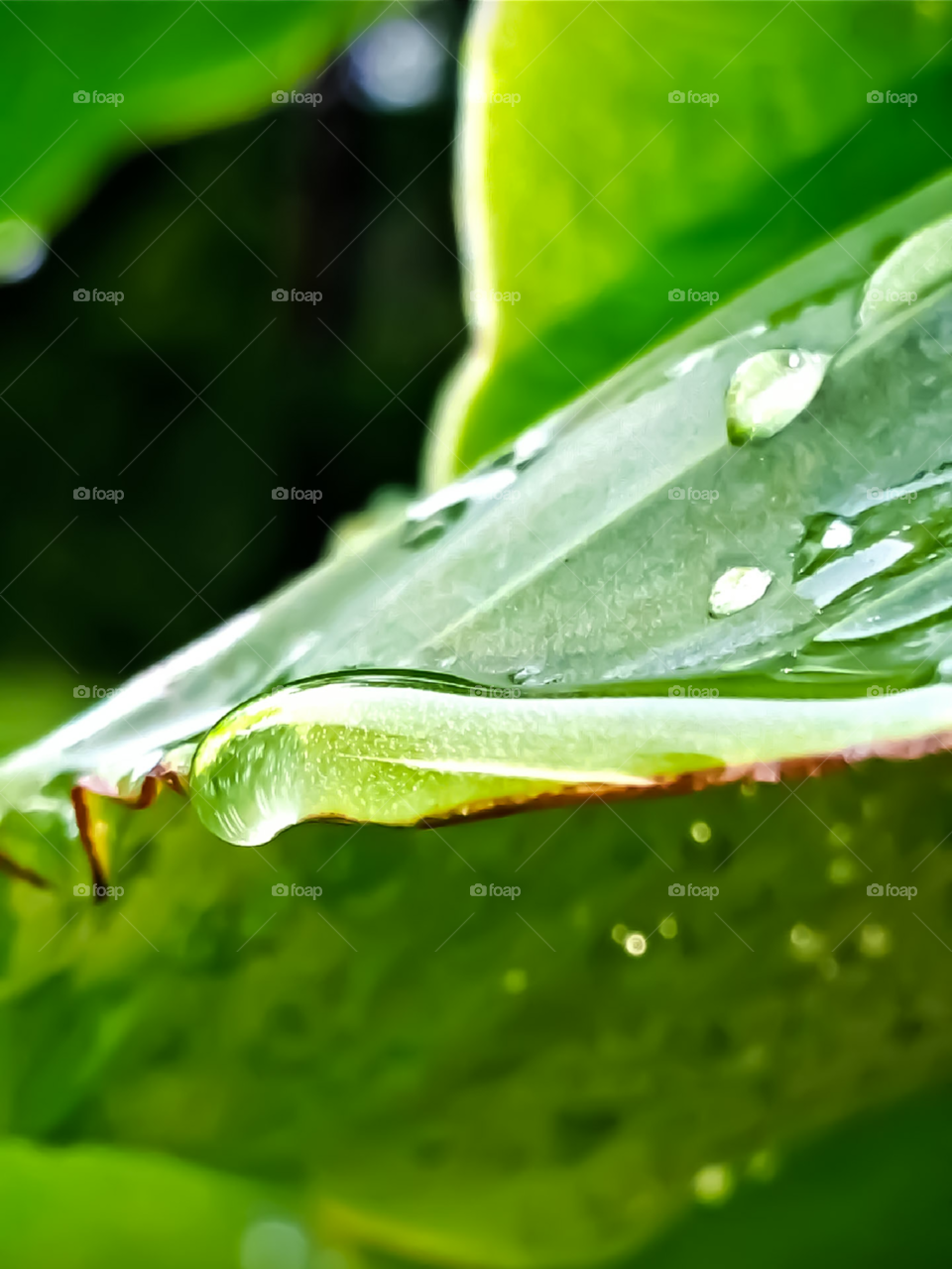 water on edge on leaf fixing to drip off