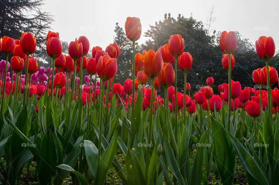 Tulips 