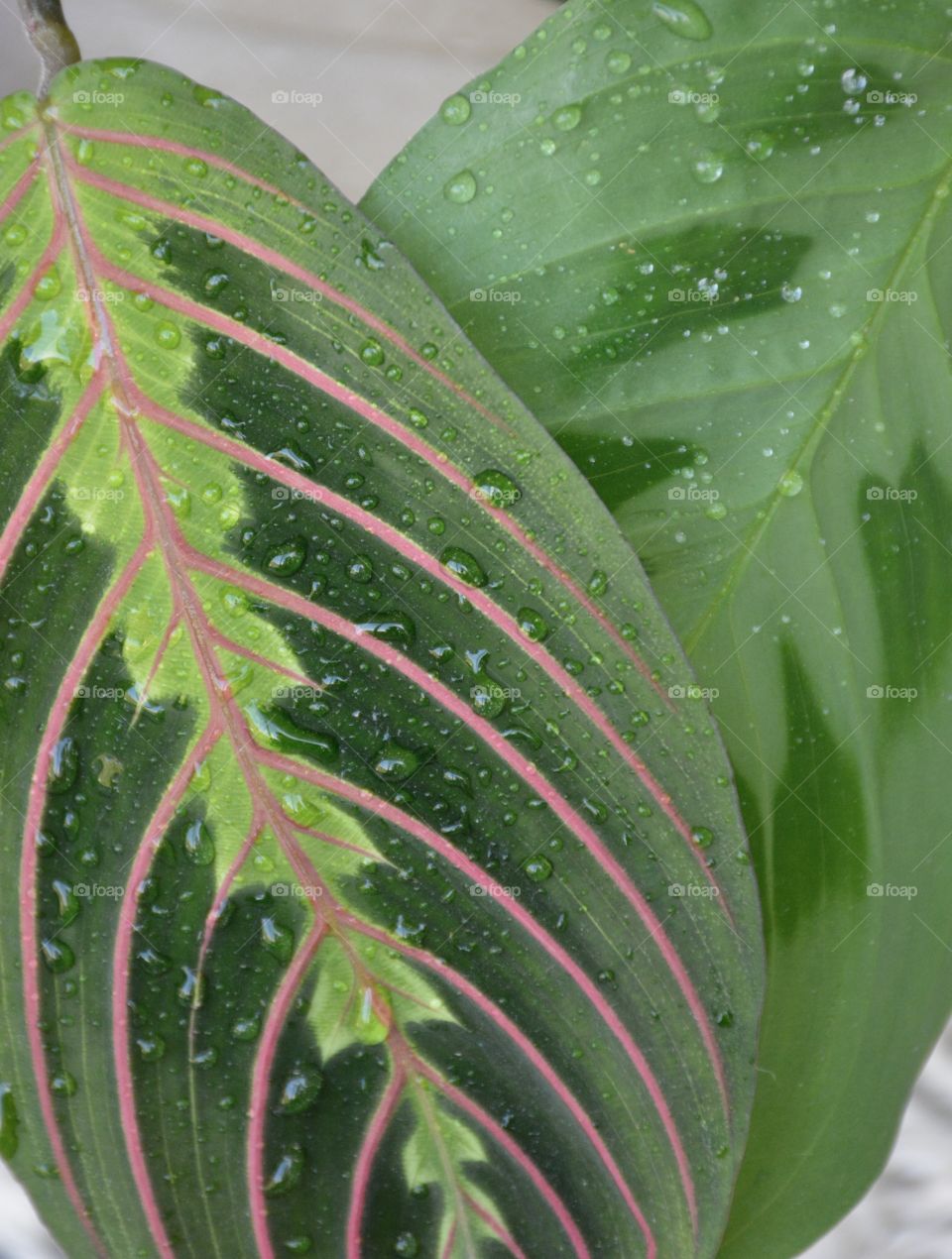 Close up leaves