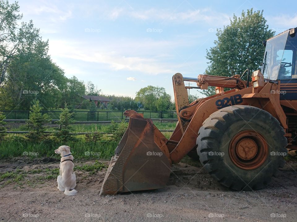 Pyrenees mix checking over the fields with the loader.