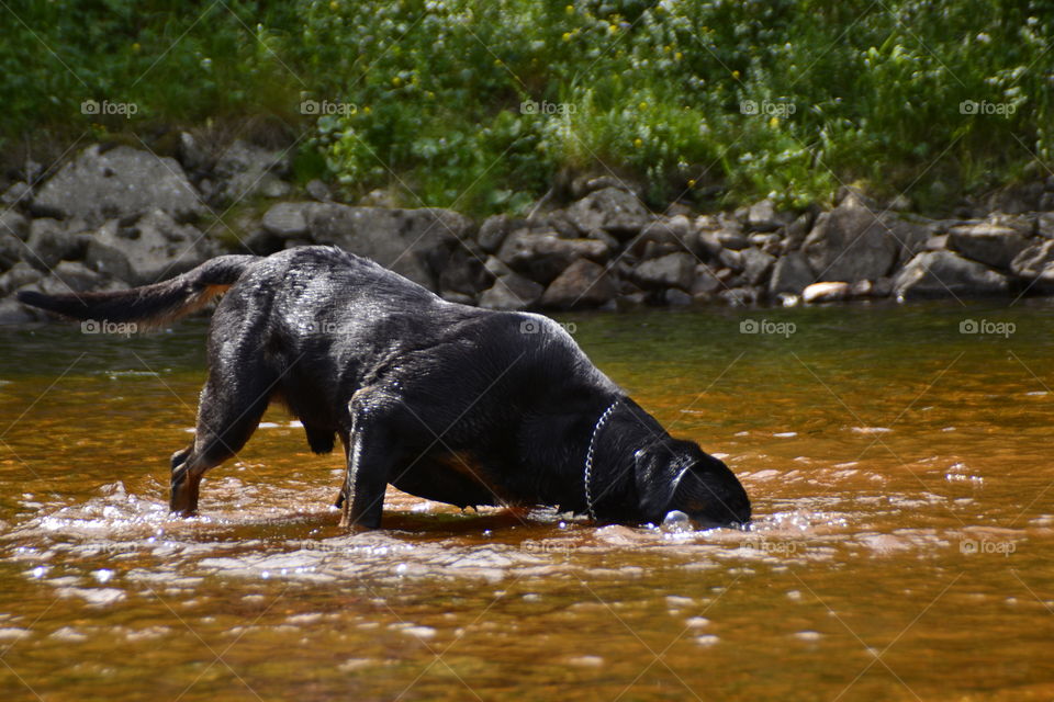 Diving dog