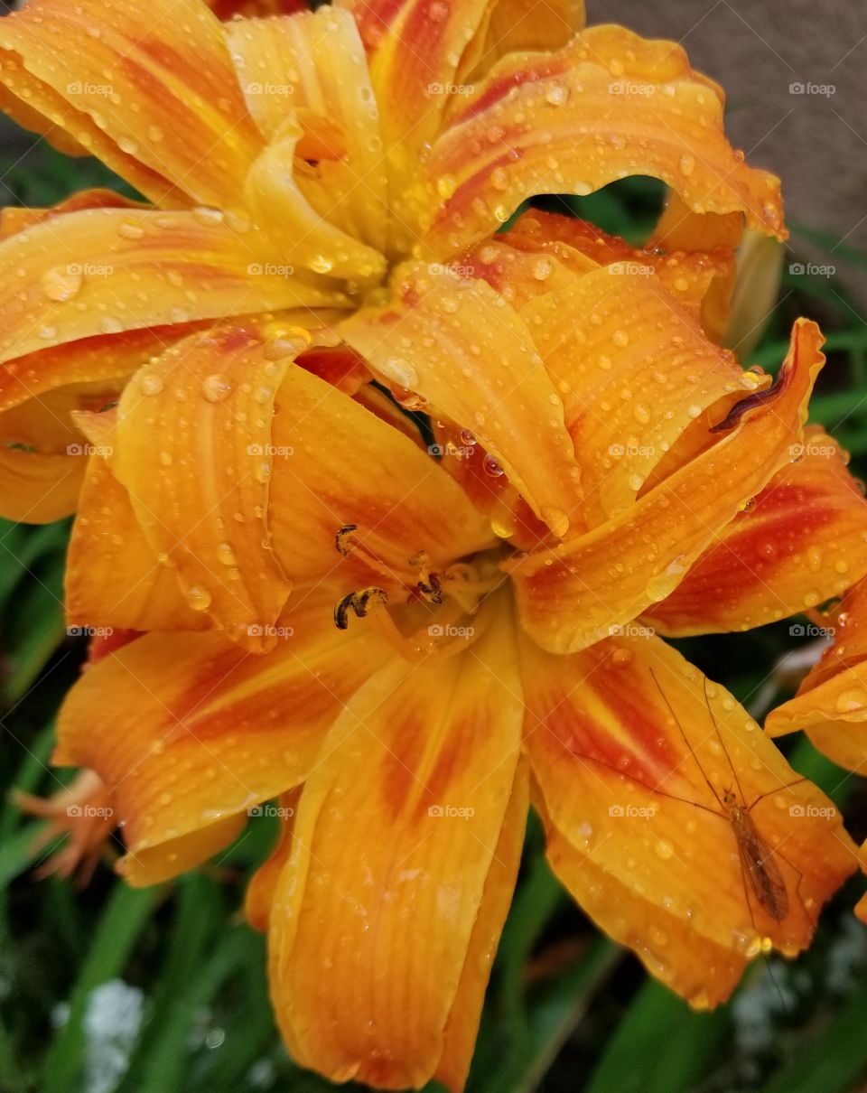 orange flowers and bug