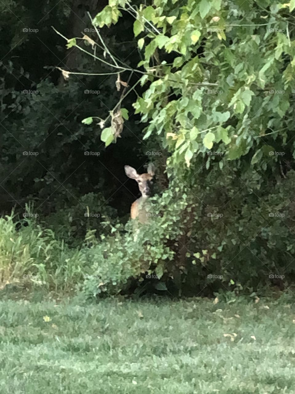 Deer looking out from the woods 