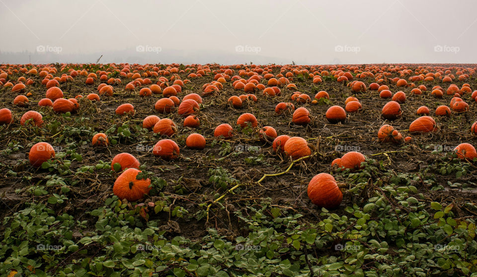 Pumpkin Patch in the Fog