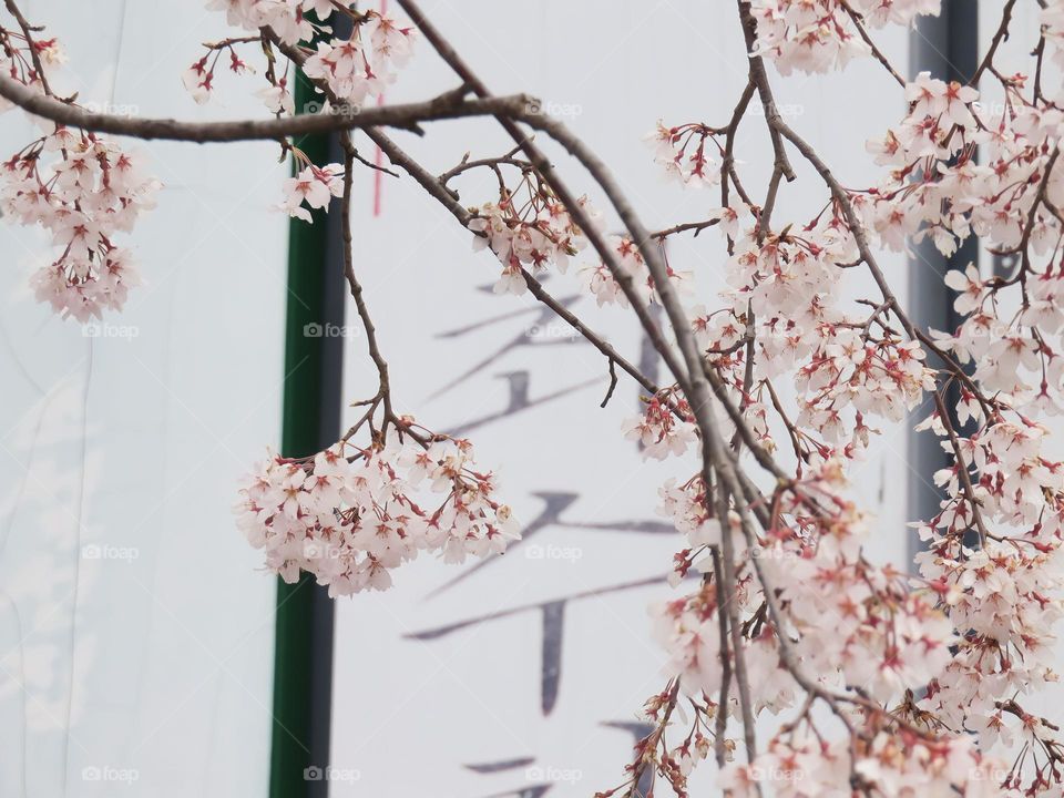 Close up of Sakura when travelling in Korea.