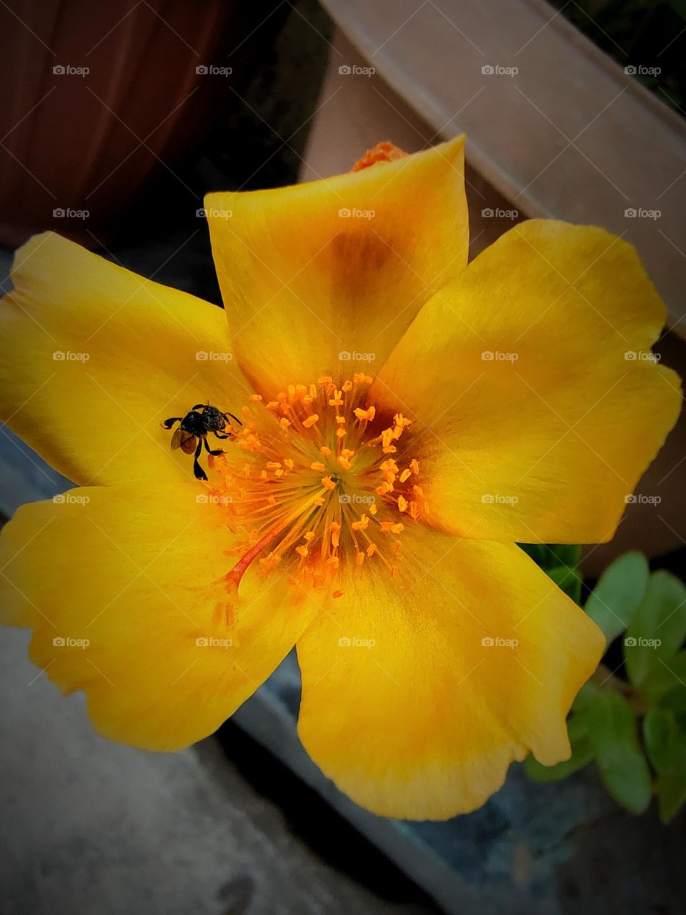 Honey-gathering insects for the selfish man