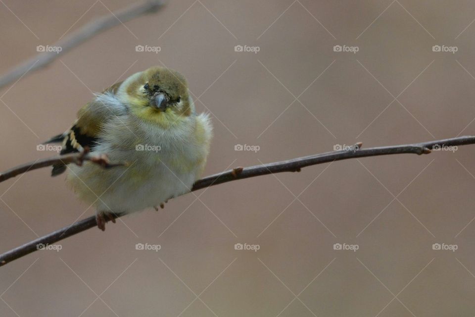 Fluffy Goldfinch on Treebranch