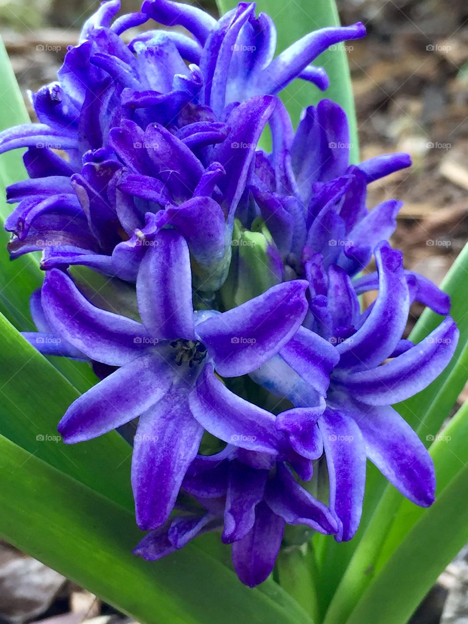 Hyacinth flower bloom