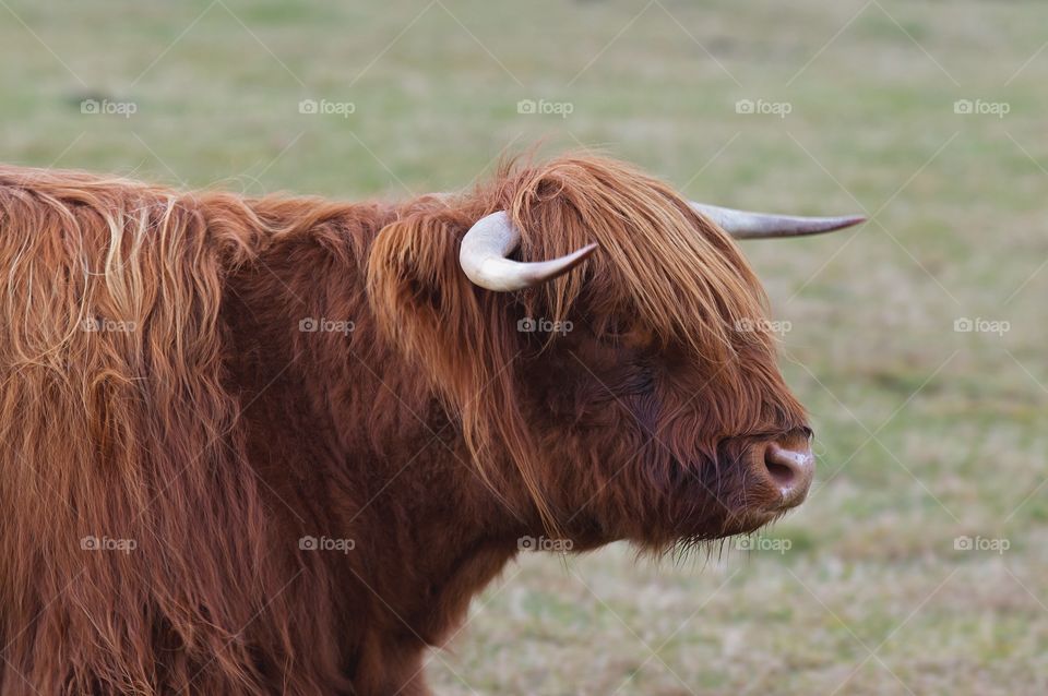 Highland cow