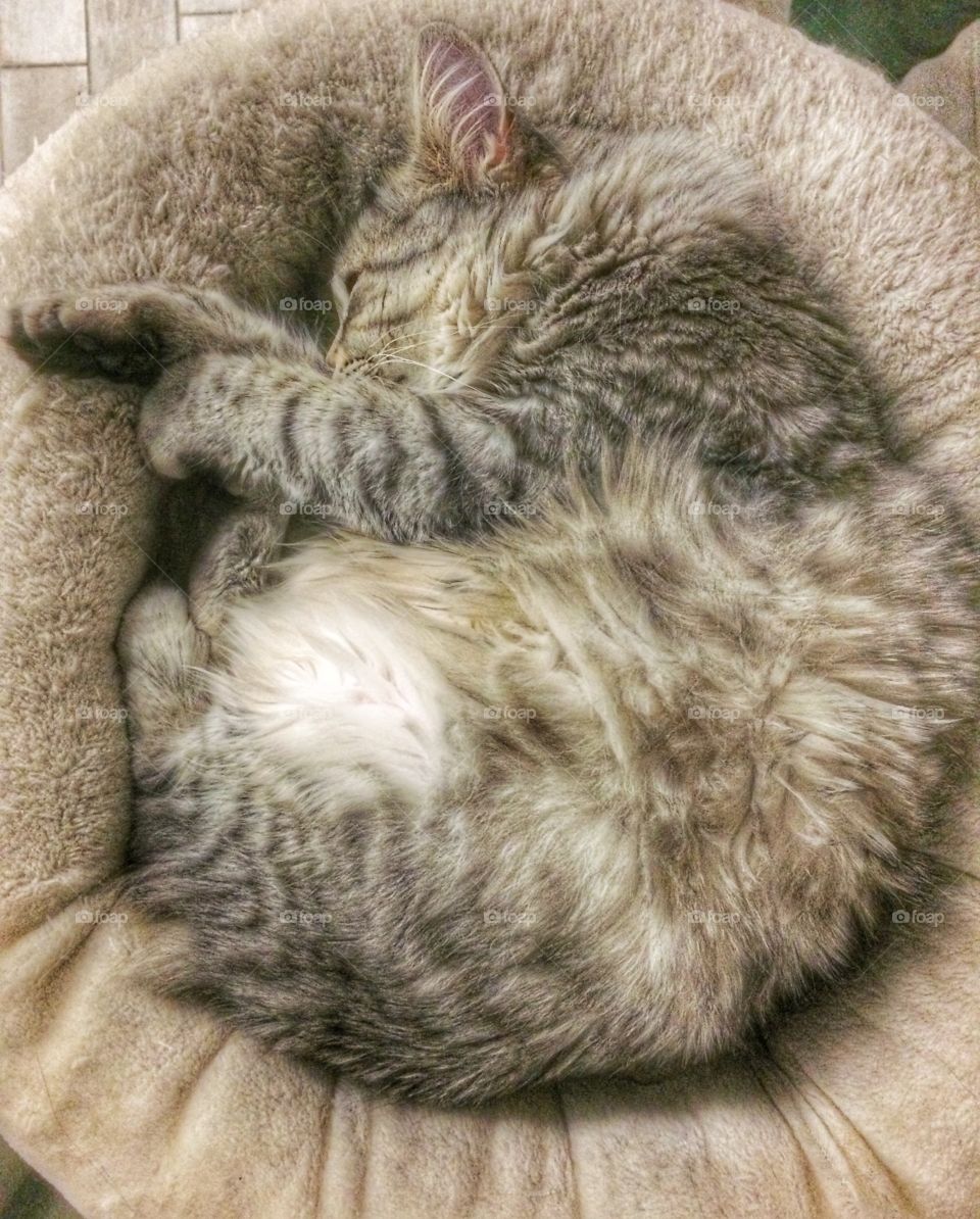 Silver cat sleeping in a cushion 