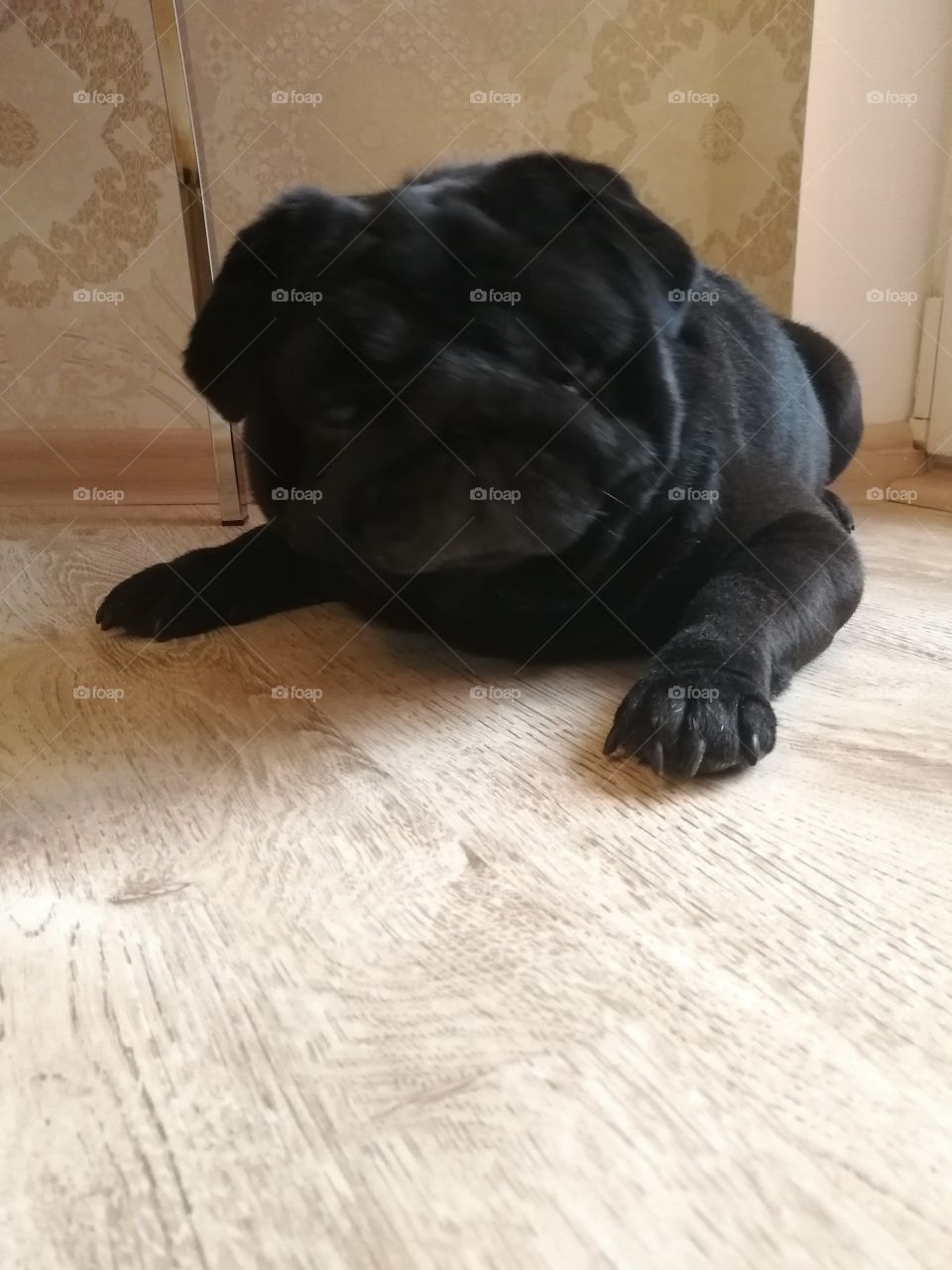 Dog pug on the flour