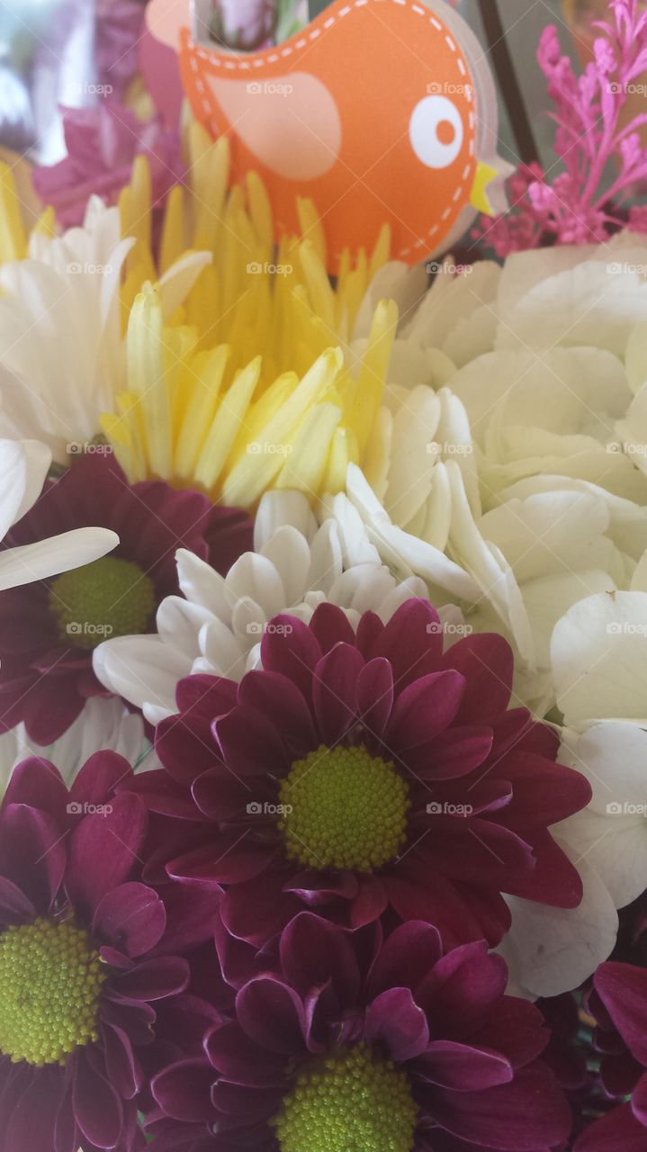 petals colorful flowers