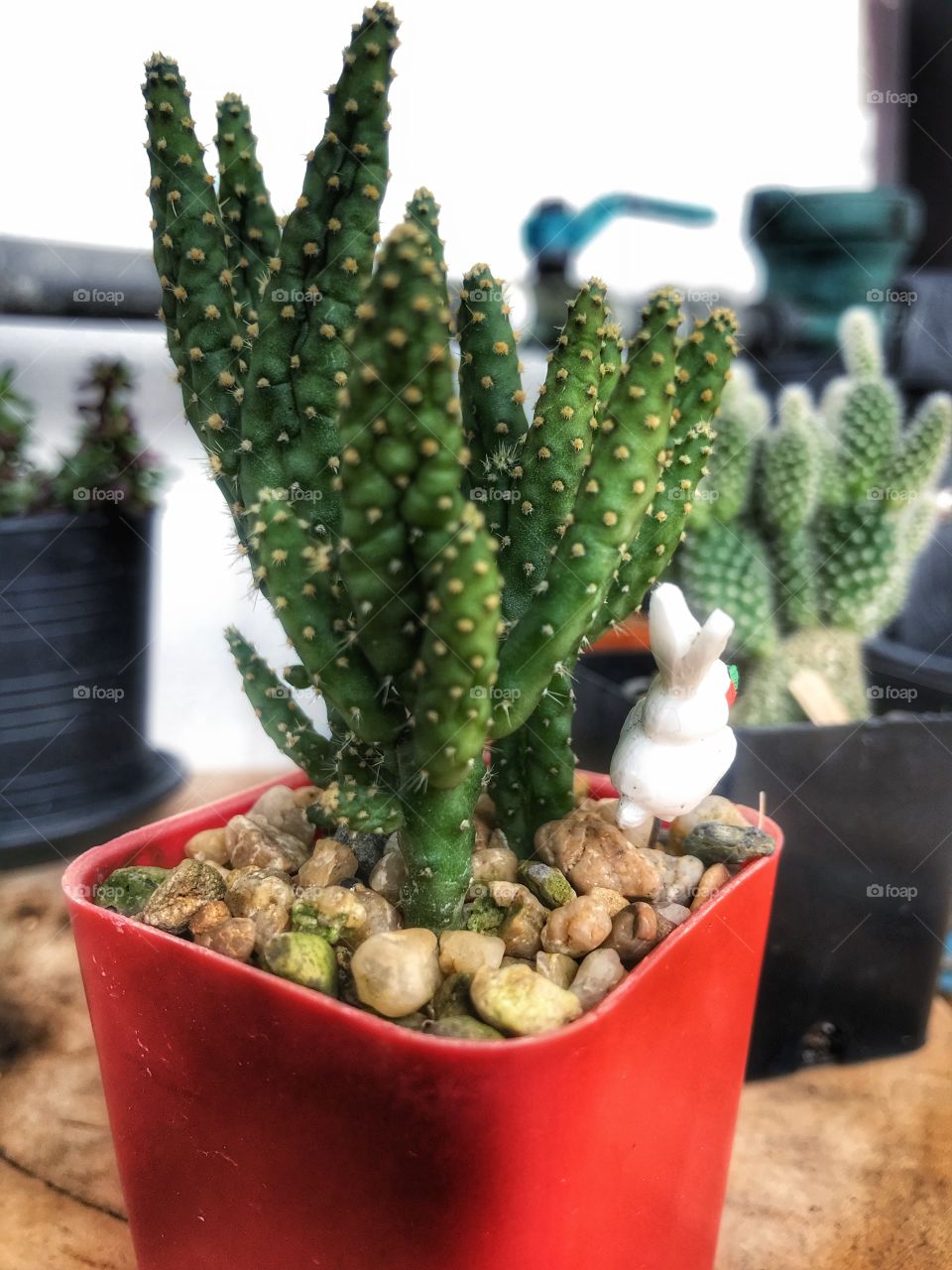 Small Cactus