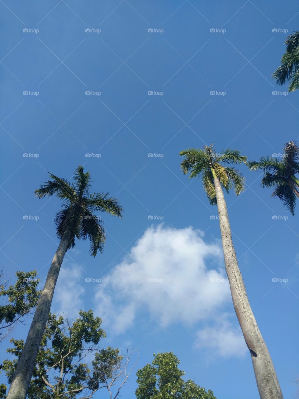 coconut trees