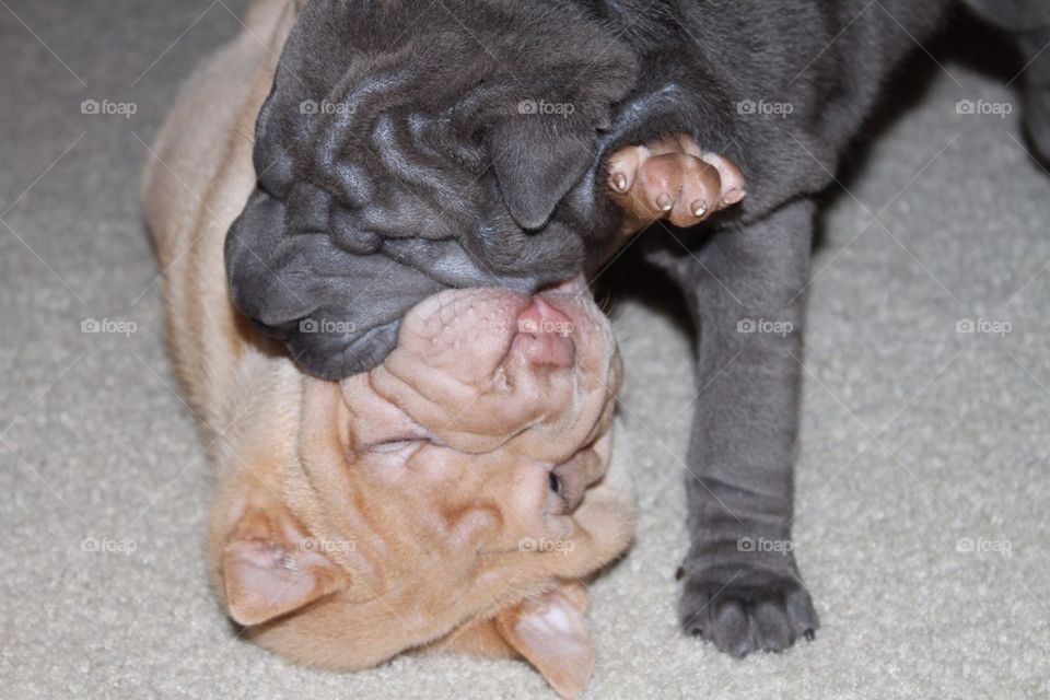 Sharpei Puppies Playing