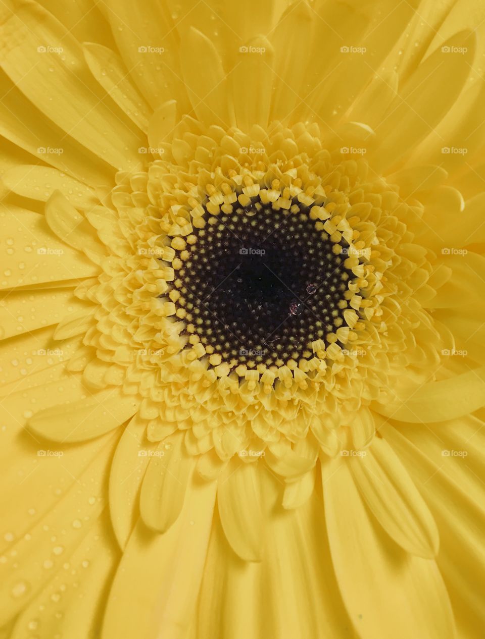 Closeup of a yellow flower 