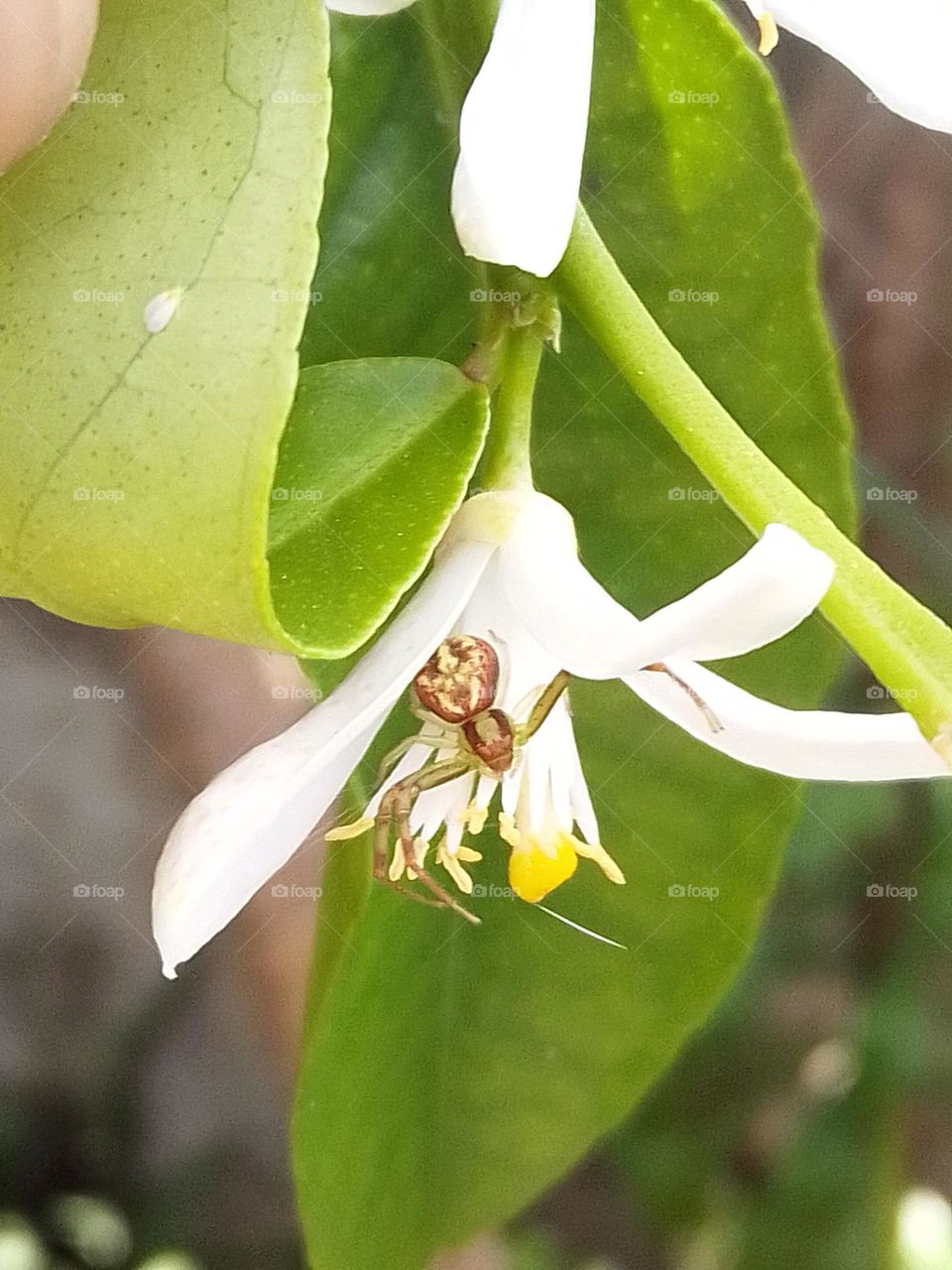 Spider on lemon flower