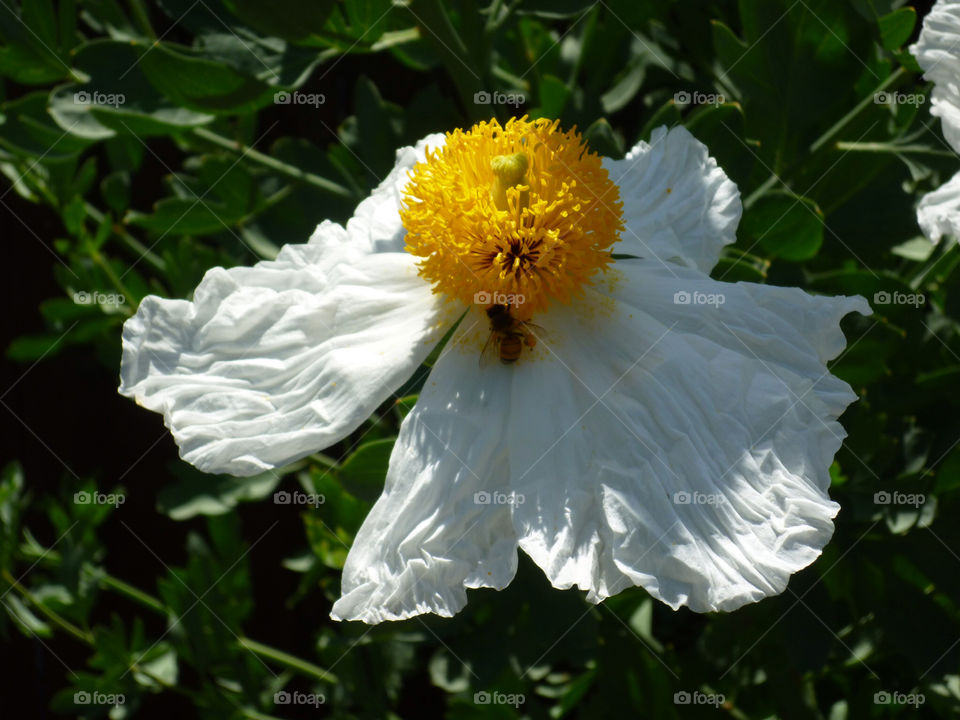 yellow nature flower white by kenglund