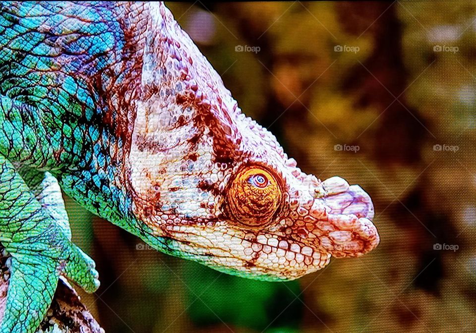 reptile photography