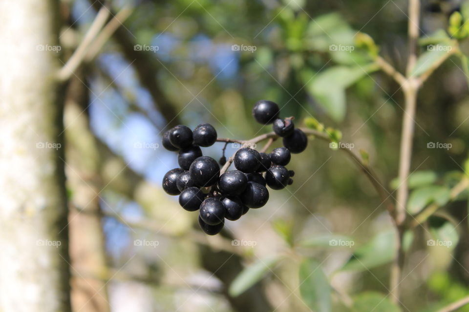 Wild berries are something that have existed on earth for millions of years. They are the food source for many animals. 