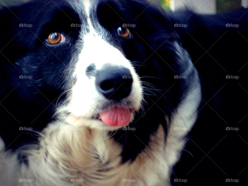 happy white black dog by krispett