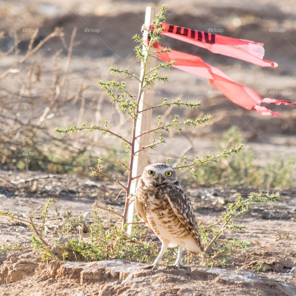 Burrowing owl in my neighborhood in danger of having its home demolished by heavy equipment digging a water pipe trench.