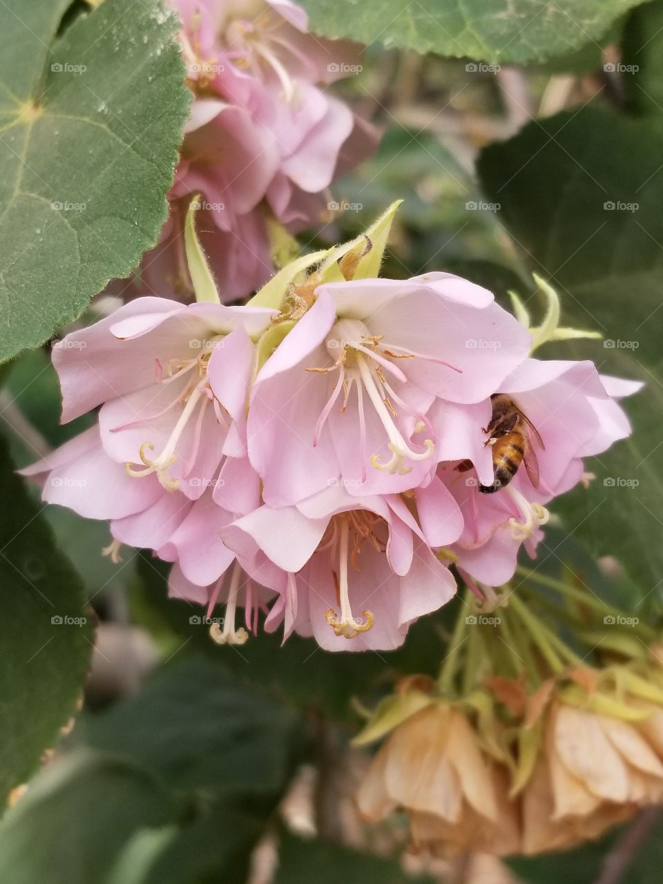 Pink roses and a bee.