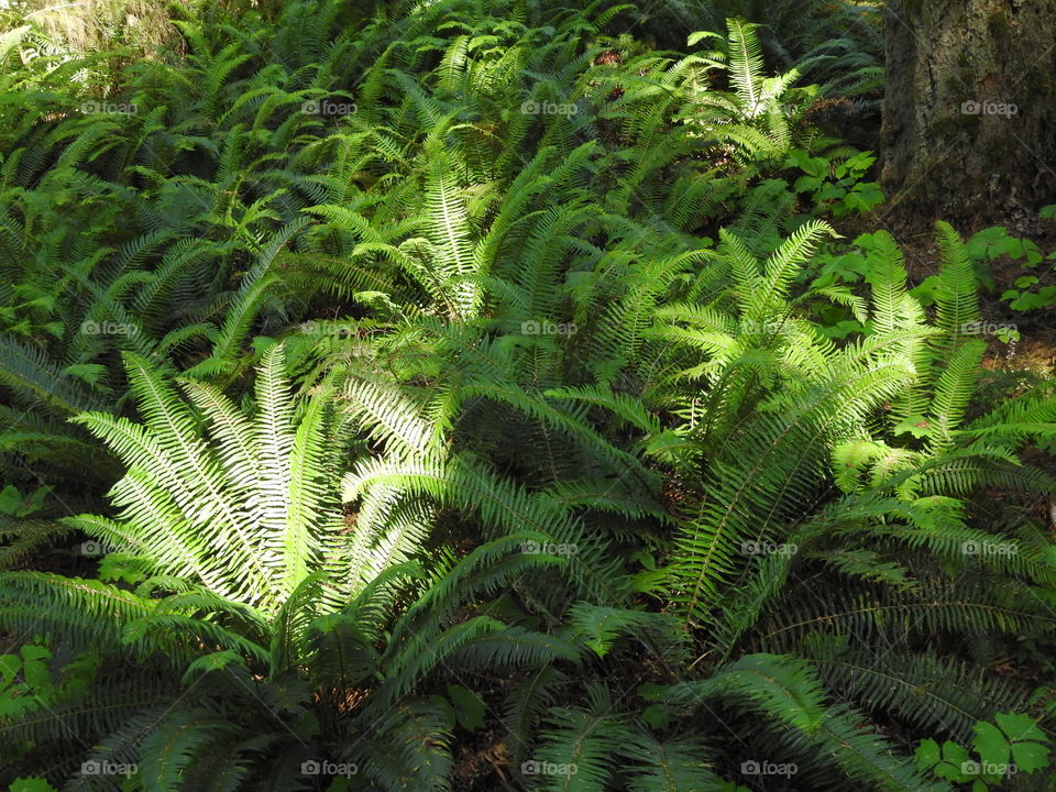 Ferns