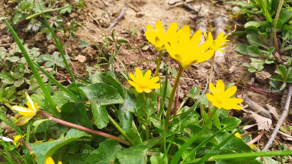 La primavera, la prima mas Bella🥰🥰