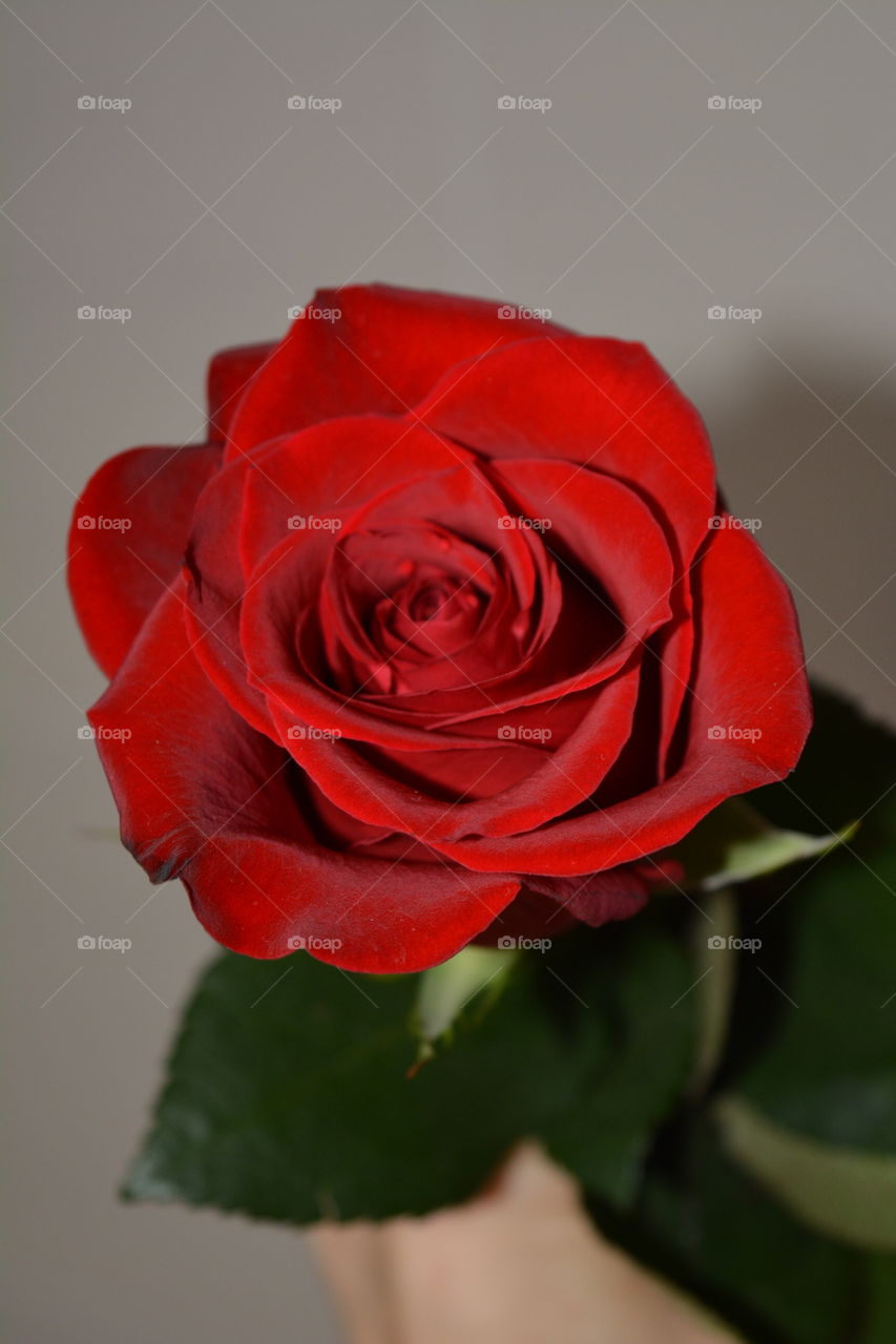 Rose, Flower, Love, Romance, Wedding