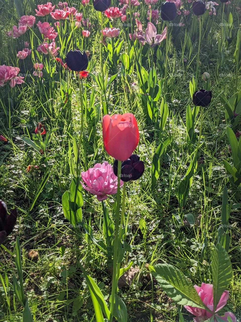 Three different tulips
