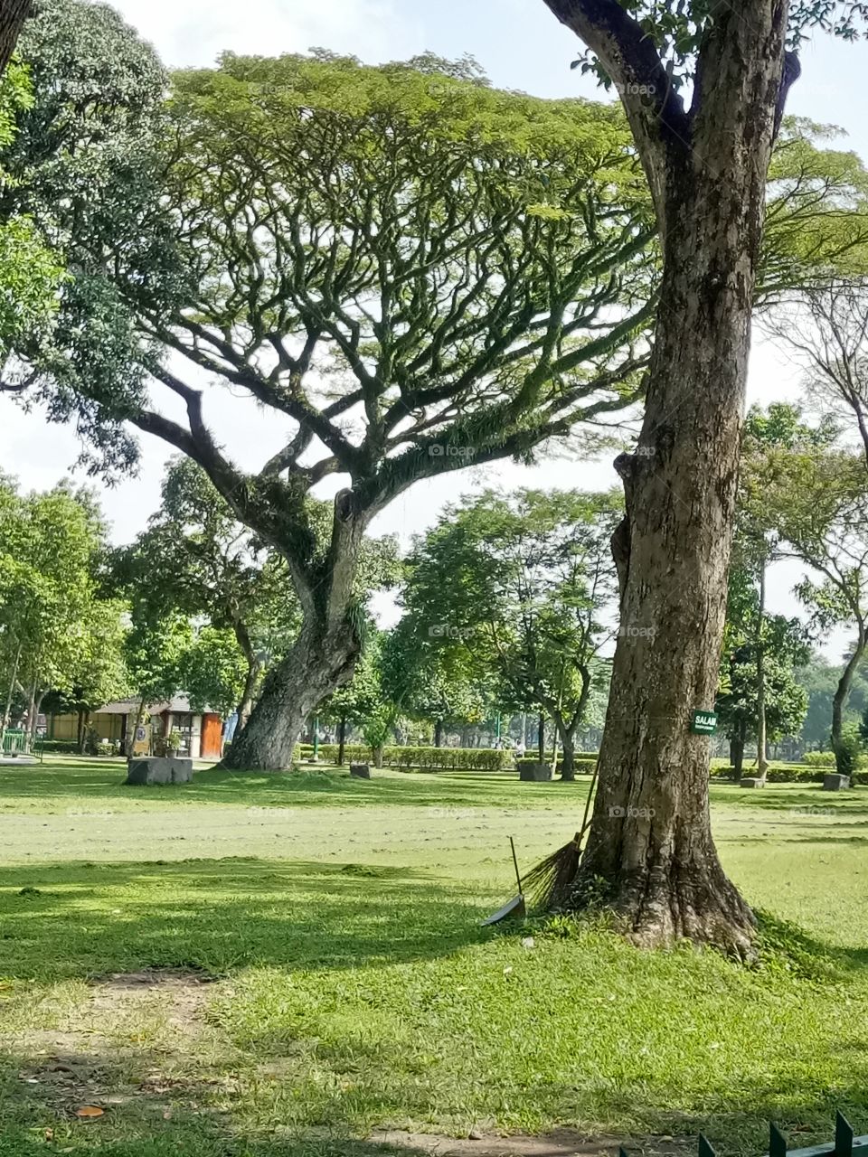 green park at prambanan temple