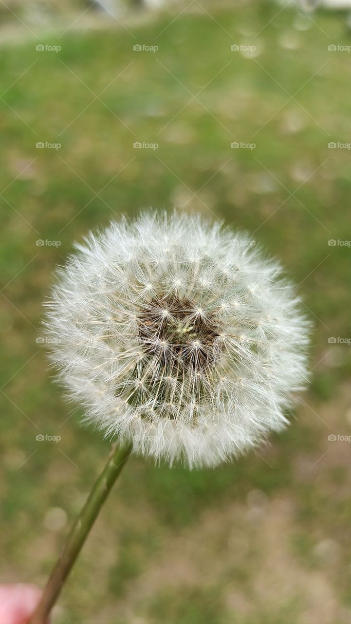 Bloosomed Flower in Start of Spring at Valley