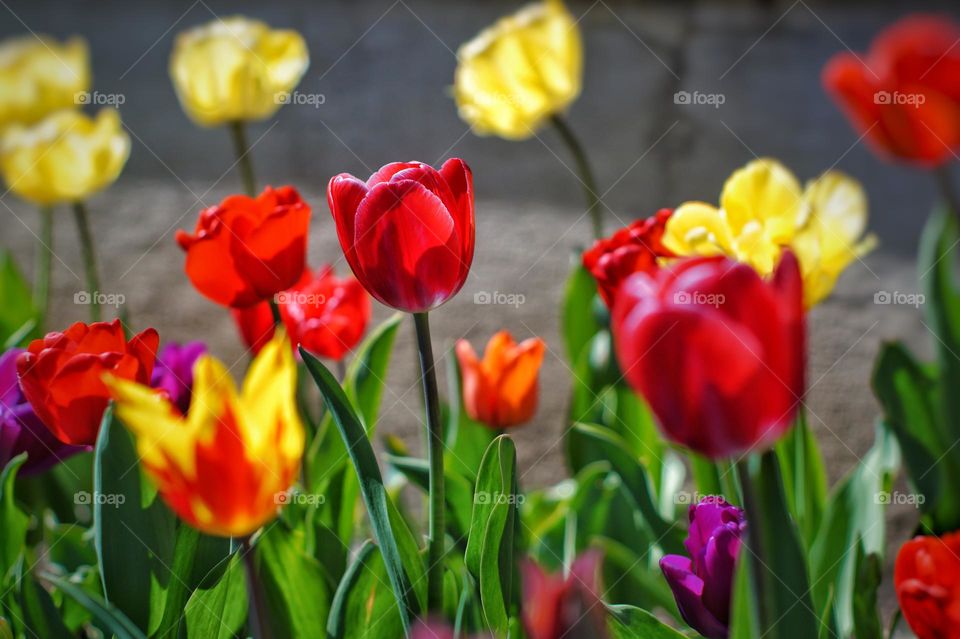 Red Tulip 🌷