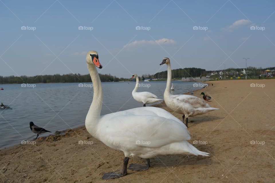 urban birds swans on a city lake