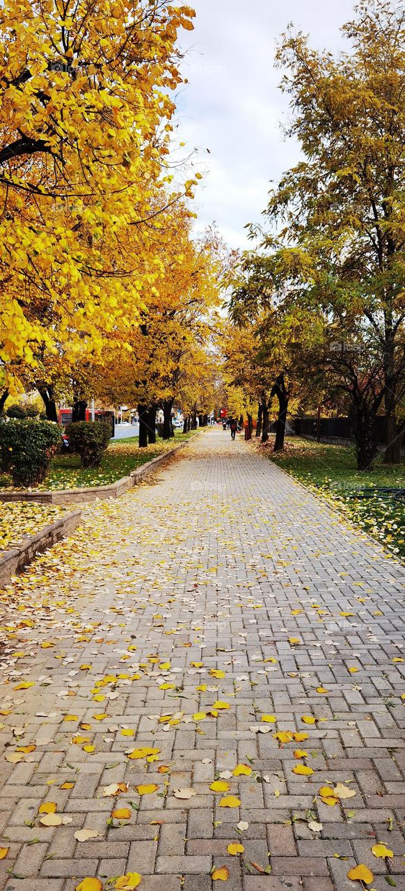 Autumn in my neighborhood