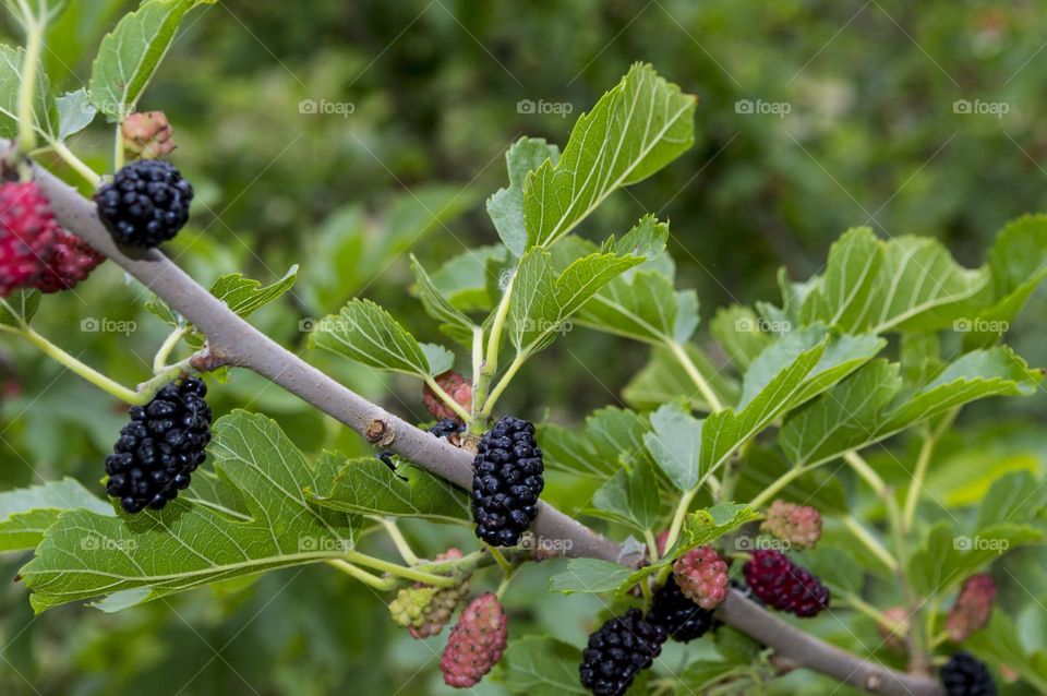 Black mulberry