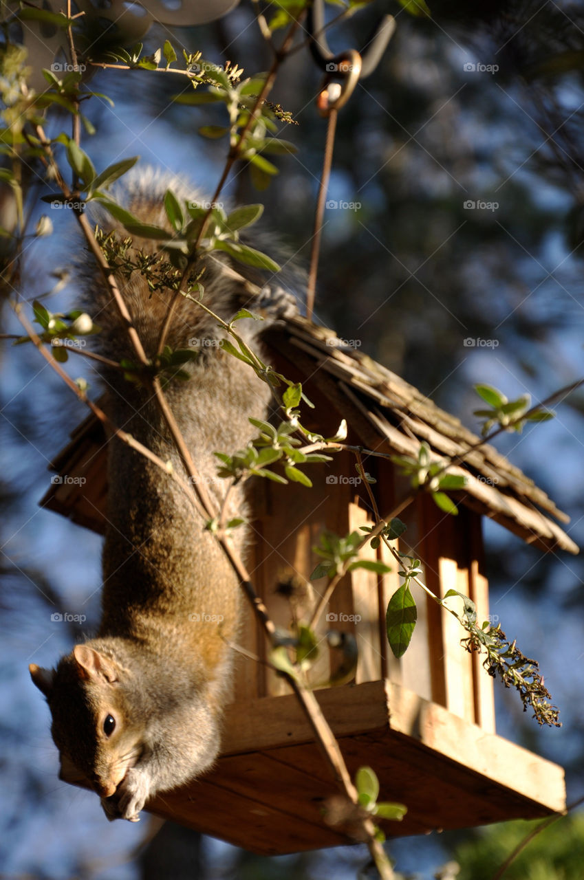 house squirrel bird feeding by charles2111