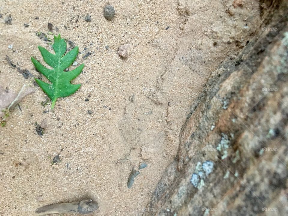 Desert leaf
