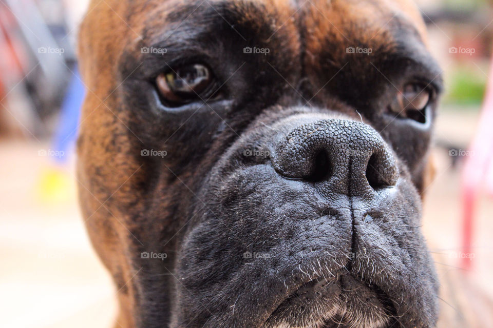 Close up of a Boxer Dog