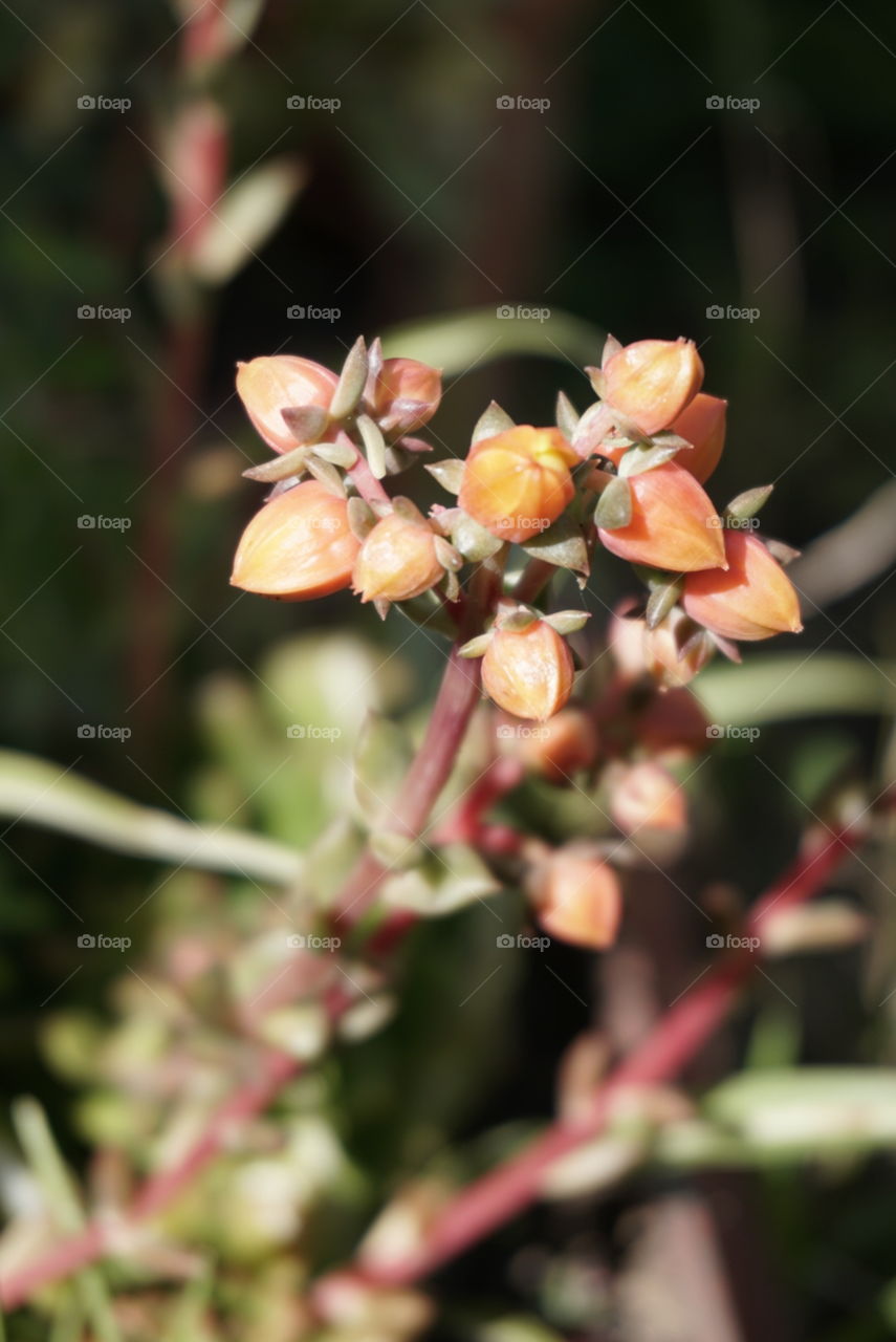 Succulent's Flowers
Spring
California Flowers